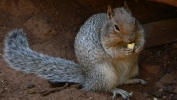 PICTURES/Zion National Park - Yes Again/t_Squirrel5.JPG